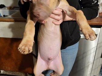 Pitbull Puppies For Sale $150 Near Me