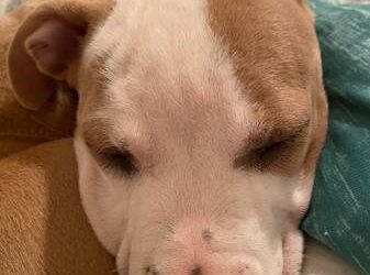 Pitbull Puppies For Sale Near Me Two Pitbull puppies