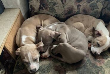 Pitbull Puppies For Sale Near Me Very playful