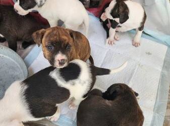 Pitbull puppies for sale $150 Near me in USA