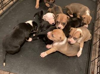 Pitbull puppies for sale $250