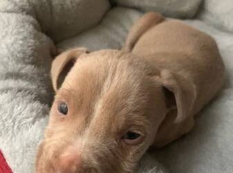 Pitbulls Puppies For Sale Near Me Playful