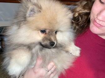 Pomeranian Puppies For Sale Near Me Christmas