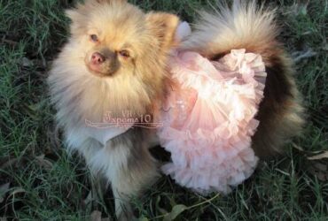 Pomeranian Puppies For sale mn