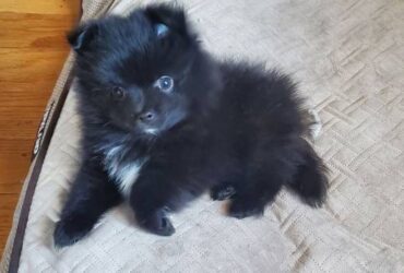 Pomeranian Puppy For Sale Near Me