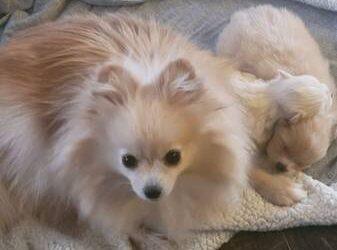 Teacup Pomeranian Puppies For Sale 250