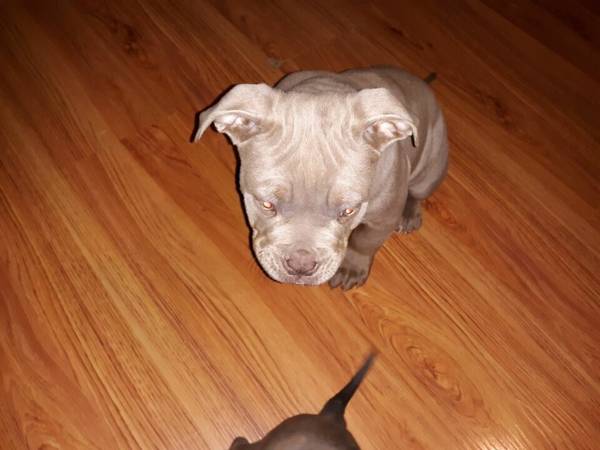 American Bully Puppies For Sale Near me exotic
