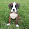 Boxer Puppies For Sale Near Me Under $500