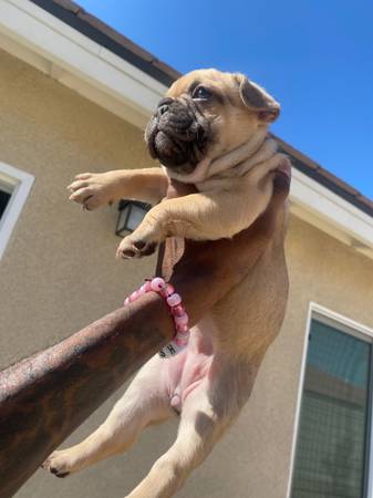 Cheap French Bulldog Puppies Under $500 texas