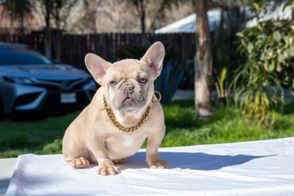 French Bulldog Puppies For Sale $200