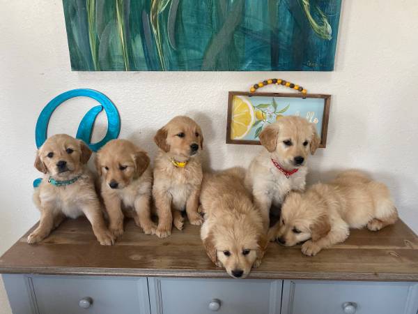 Golden Retriever Puppies Houston