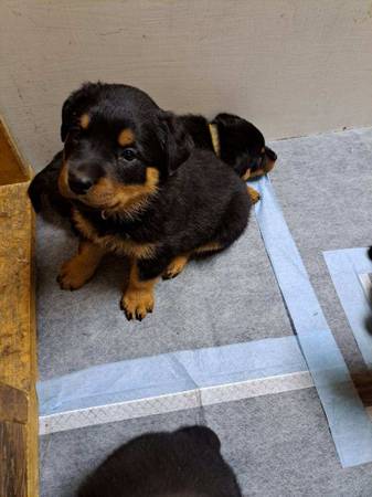 Rottweiler Puppies For Sale Near Me Under $500 dollars